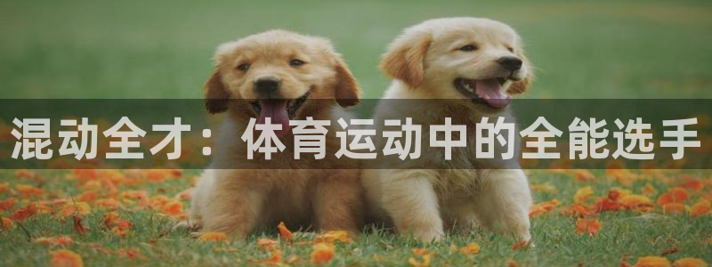 球速体育